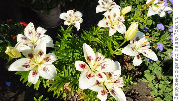 Лилия и агератум