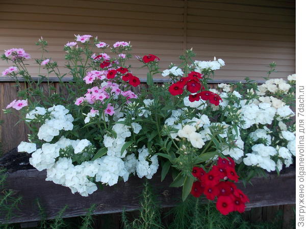 Флоксы Друммонда