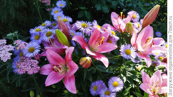 Букет из многолетников