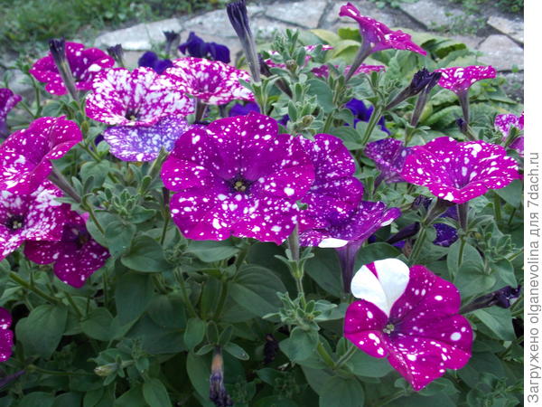 Петуния Дот Стар в грунте