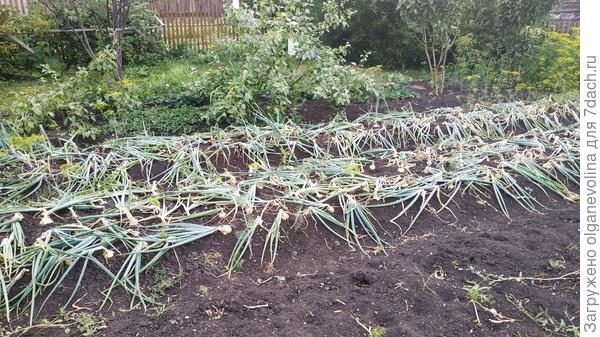 и ещё грядки с луком