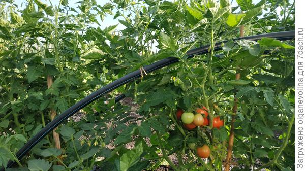 Монгол Карлик в ОГ