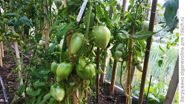 Батяня Сиб.сад. В прошлом году были первыми, сегодня пока растут