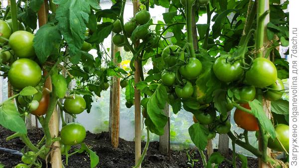 Красным Красно