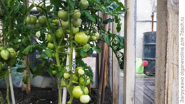 Любаша F1 усыпана плодами