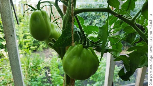 Коразон Аэлита