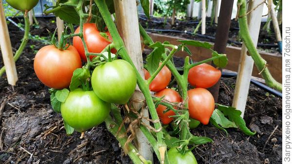 Малиновая Империя F1 от Партнера