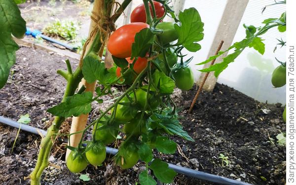 Чио-чио-сан