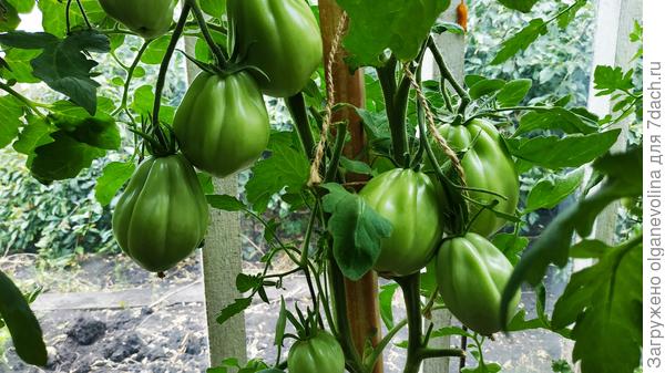 Сто пудов Аэлита