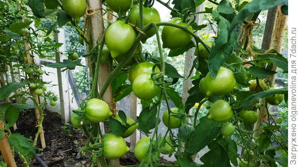 Юбилейный Тарасенко