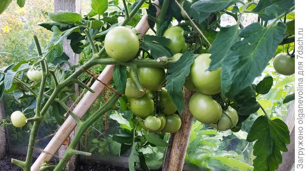 Оля F1 уже отдала часть урожая. Плоды до 120 г