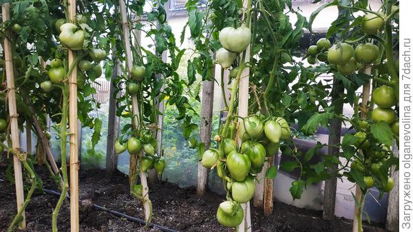 Розовый мед от хорошей знакомой!