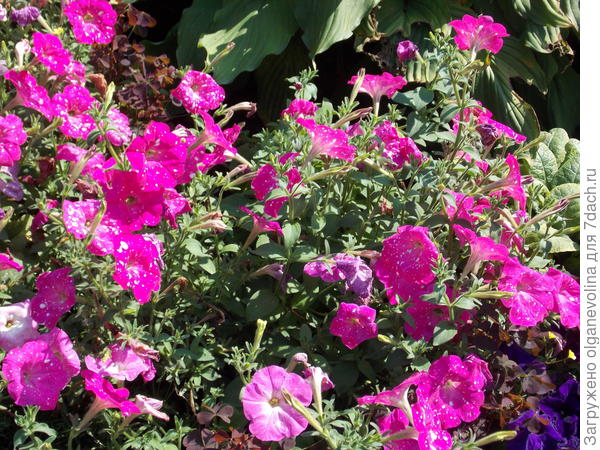 Дот Стар Пинк