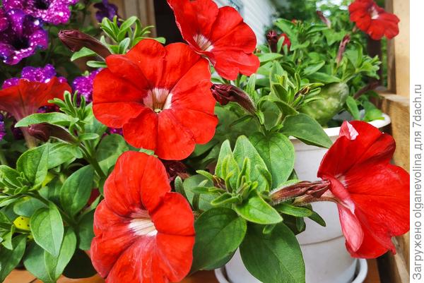 Джоли  красная