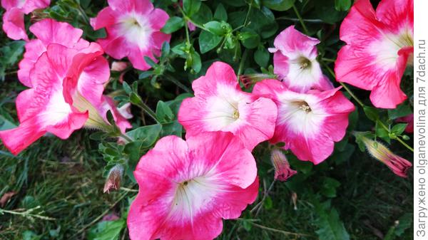 Аморе Мио сансет