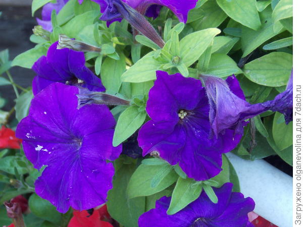 Грандифлора Аладдин синяя