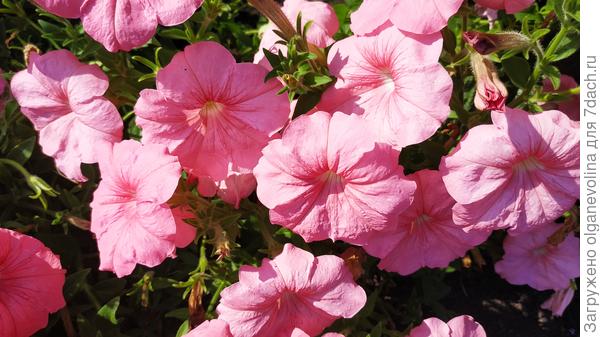 Канон Лососевый