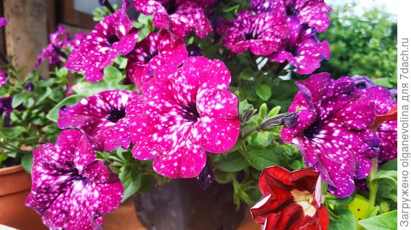 Дот Стар Ваилит