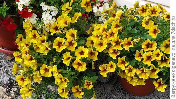 Петхоа Солнечная карамель