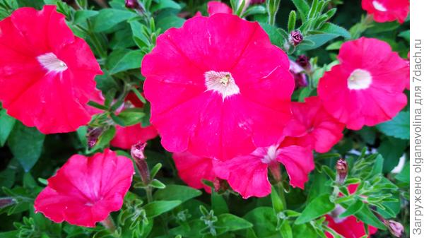 Аморе Мио красная