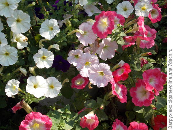 Джоли белая и Аморе Мио сансет