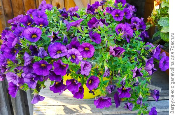 Калибрахоа