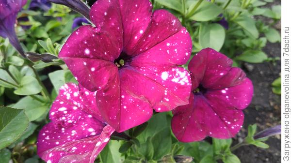 Дот Стар Ваилит