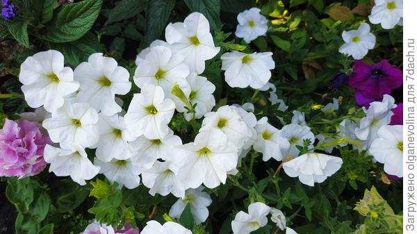 Джоли белая