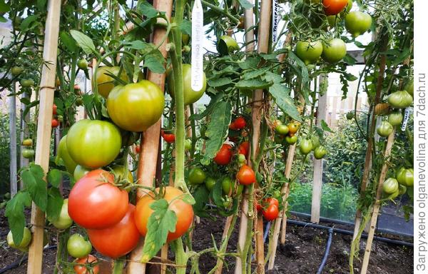 Малиновая империя