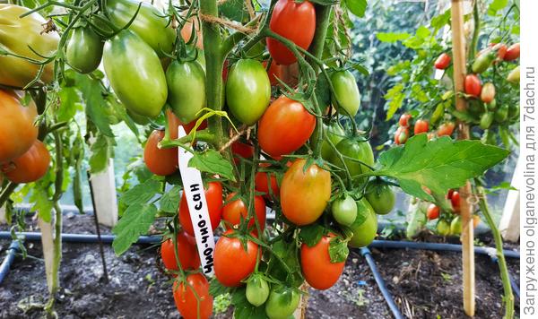 Чио-чио-сан