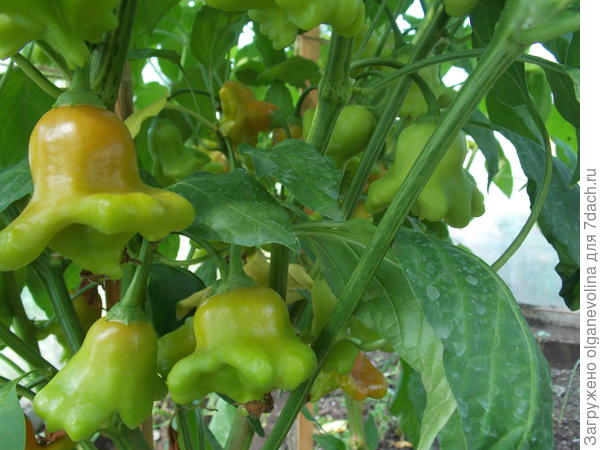 Перец острый Колокольчик