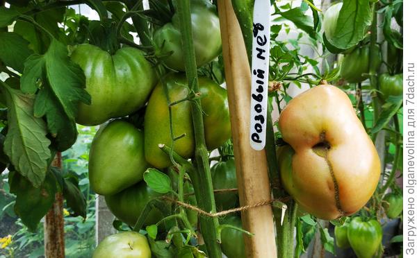 Розовый мед