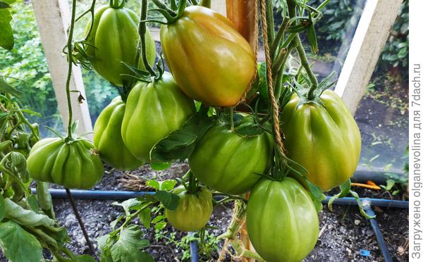 Сто пудов наливается