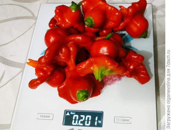 Колокольчики мои!