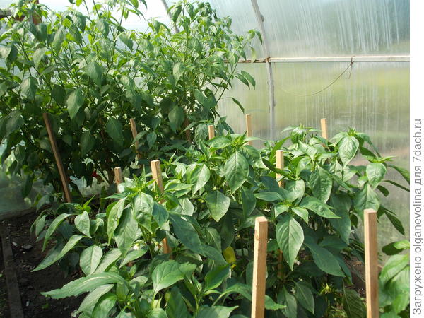 Теплица в сентябре с перцем. Высокие кусты - Колокольчик