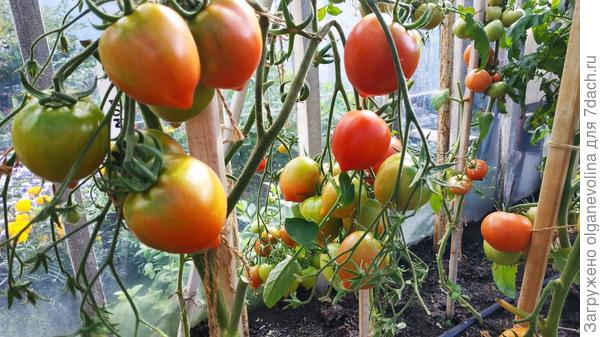 Юбилейный Тарасенко