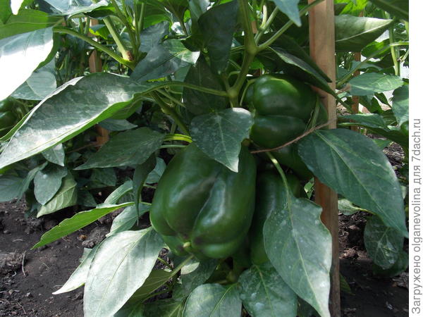 Звезда Востока F1 мандариновая