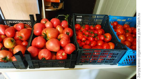 Это конец августа. Собрала самые спелые на переработку