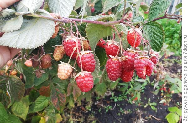 Летняя малина вся засохла от жары. Ремонтантная очень хороша!