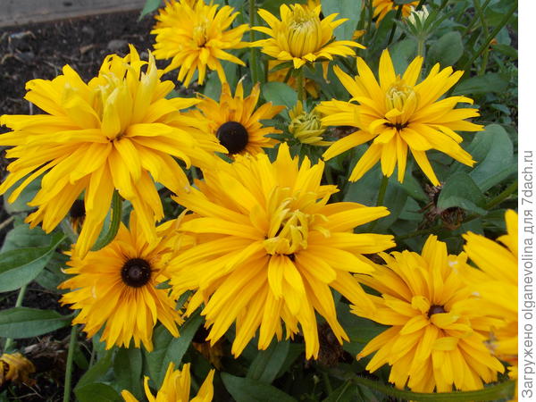 Солнечного Вам настроения!