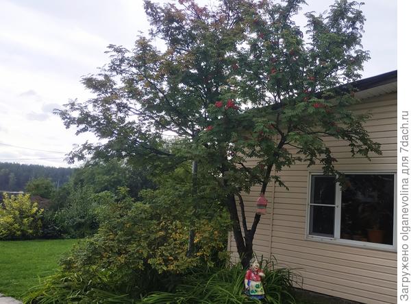Середина сентября, лист ещё зеленый