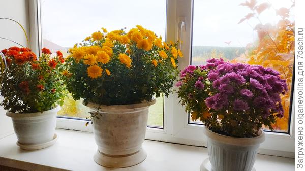 Желтая растет в 10-литровом горшке и куст мощнее