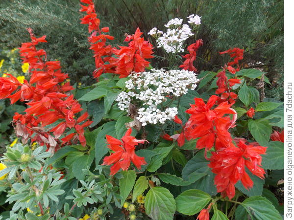 Сальвия Скарлет и тысячелистник