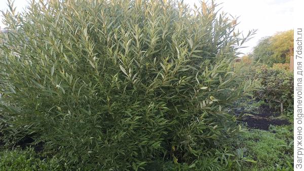 Ива Козья шаровидная, закрывает огород от соседей!