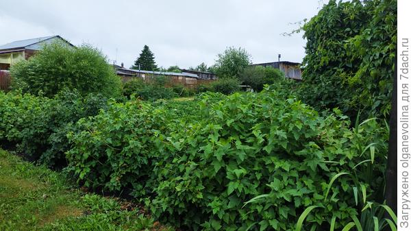 Она же в конце огорода