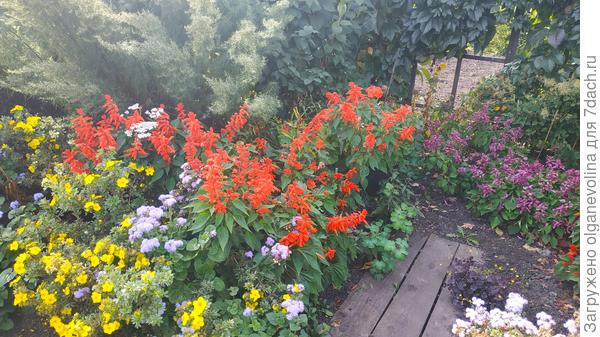 Здесь сальвия и курильский чай