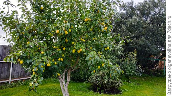 За грушей спирея, Козья ива, молодая груша и очень старая ива, которая выросла сама на берегу первого пруда