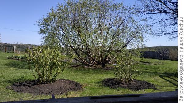 Первая ива Сахалинская. Ей более 10 лет. Это весна 2020. Крона формировалась самостоятельно.