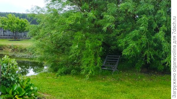 Эта же ива летом 2019