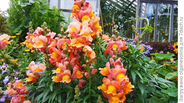 Абрикосовый зонтик - очень люблю этот львиный зев!